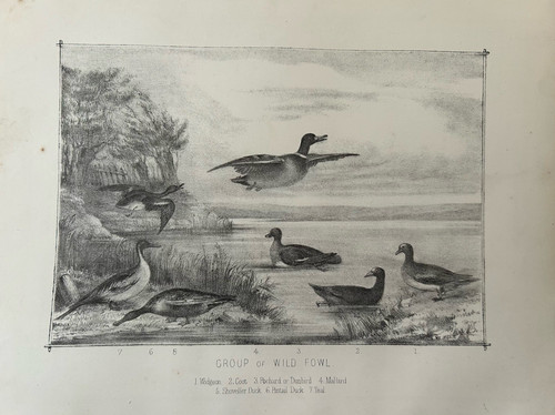 Antique print wild - wild, c1880s