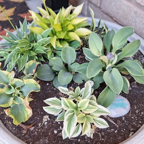 9cm miniature hosta - 4, x