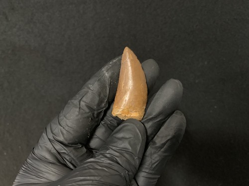 Dinosaur fossil tooth - dinosaur,