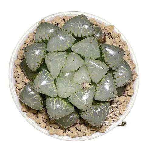 4cm succulent plant - 4cm, haworthia