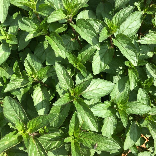 Chocolate peppermint intense - peppermint,