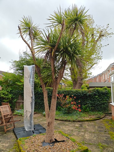 Cordyline australis - 1, x