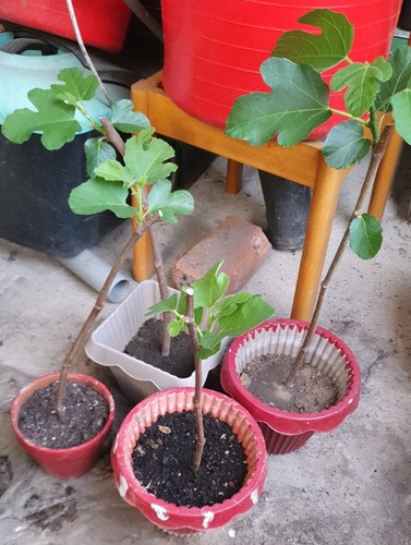 Live fig tree - live, rooted