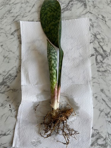 Sansevieria masoniana - sansevieria,