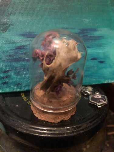 Mini animal skull - skull, little