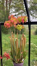 20+ Sarracenia Seeds From