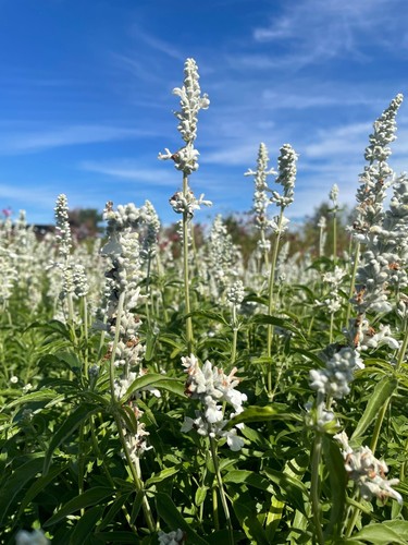 Salvia farinacea white - farinacea,