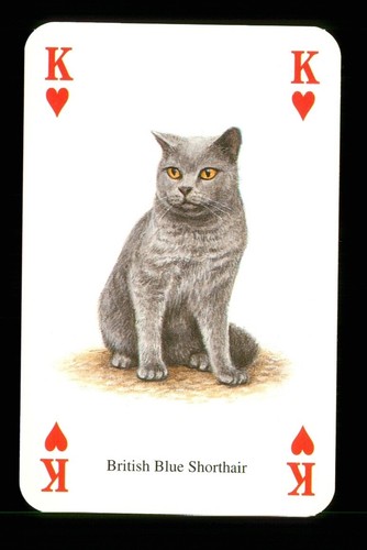 Playing card a cat - a,
