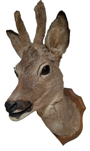 Vintage roe deer taxidermy - vintage,