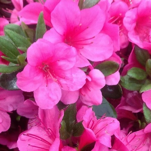 Bare root pink japanese - x,