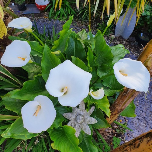 Zantedeschia aethiopica calla - zantedeschia,