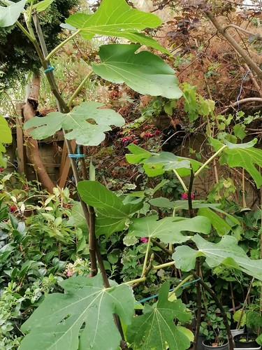 Fig tree brown turkey - tree,
