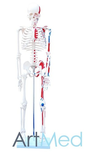 85cm skeleton with painted - skeleton,