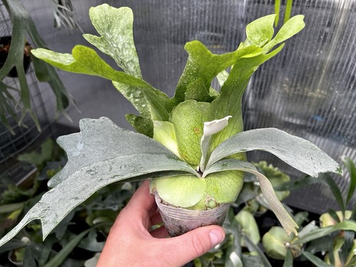 Platycerium willinckii - platycerium,
