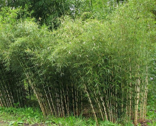 Fargesia yunnanensis - , (borinda)
