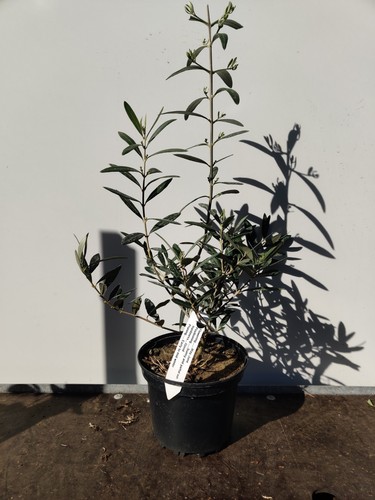 Mini olive tree - olea, europaea