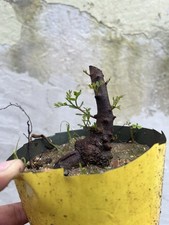 Bonsai Fillirea Come In Foto