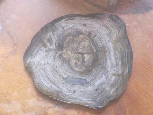 Petrified wood - petrified,