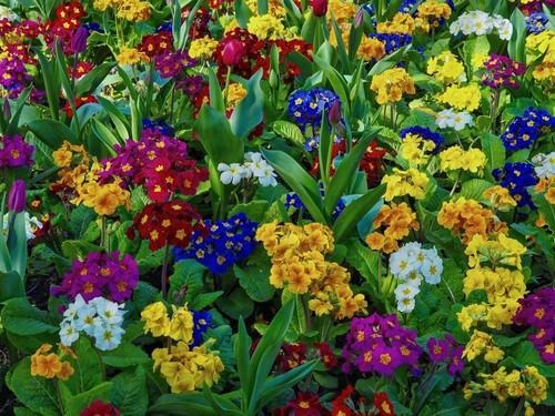 Polyanthus seeds mixed - polyanthus, 50