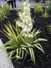 Yucca filamentosa Color Guard