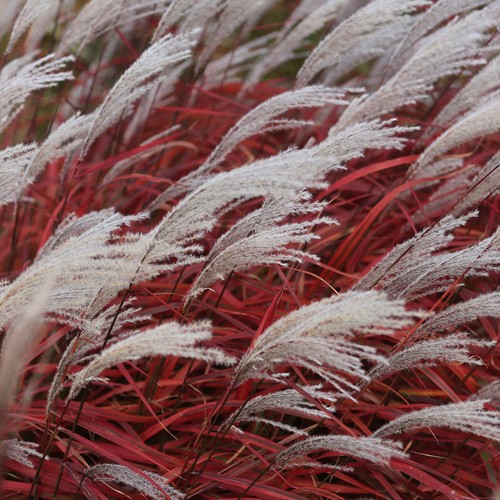 Miscanthus sinensis lady - sinensis, in