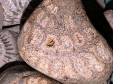 Bulk Lot of 80+ Genuine