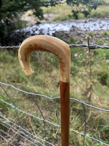Rams horn walking - rams, market