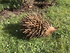 Brown Spikey Hedgehog Garden