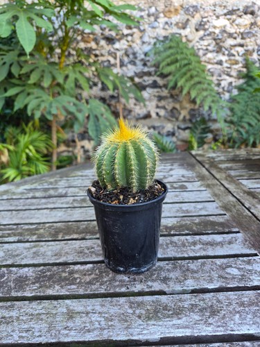 Parodia magnifica balloon - parodia,