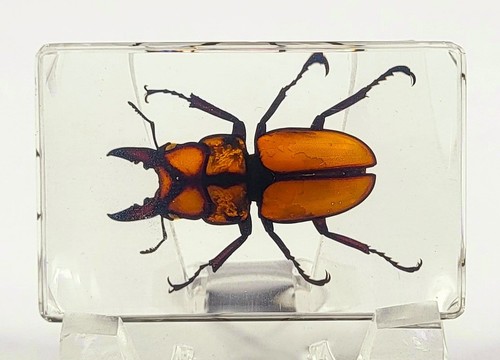 44mm real golden - golden, stag