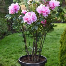 Peony Frame Outdoor Heavy Duty Herbaceous Garden Plant Support Ring 63cm x 34cm