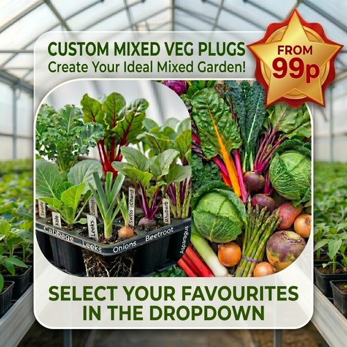 Vegetable plug plants - vegetable,