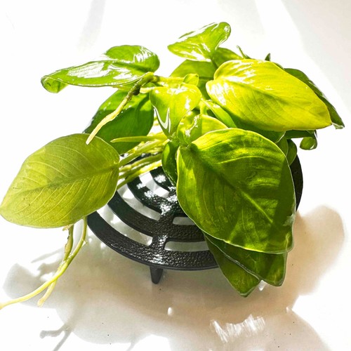 Anubias gold nana live aquatic - anubias,
