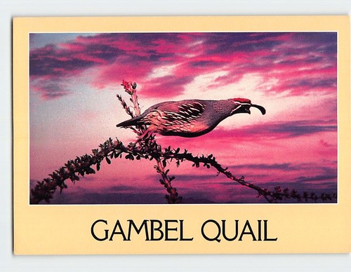 Postcard gambel quail - postcard,