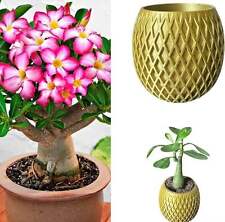 Indoor Desert Rose in 6cm pot – Planter with hidden drip tray, choice of colour