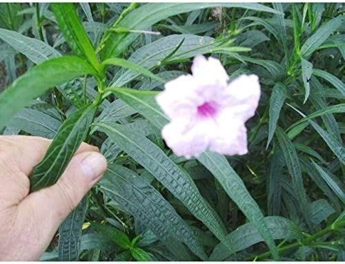 Mexican petunia seeds seed - petunia, (25