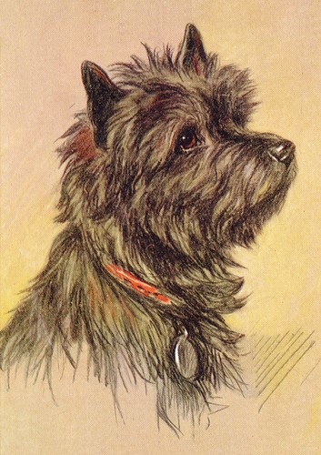 Cairn terrier dog greeting - dog,