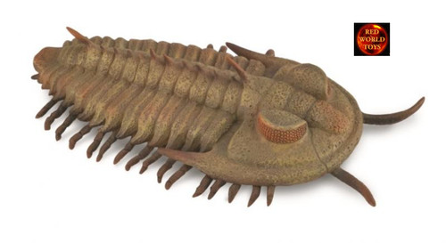 Redlichia rex trilobite fossil - redlichia,