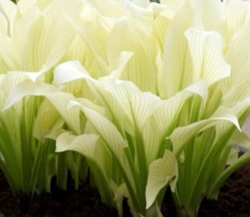 Hosta white feather perennial - hosta,