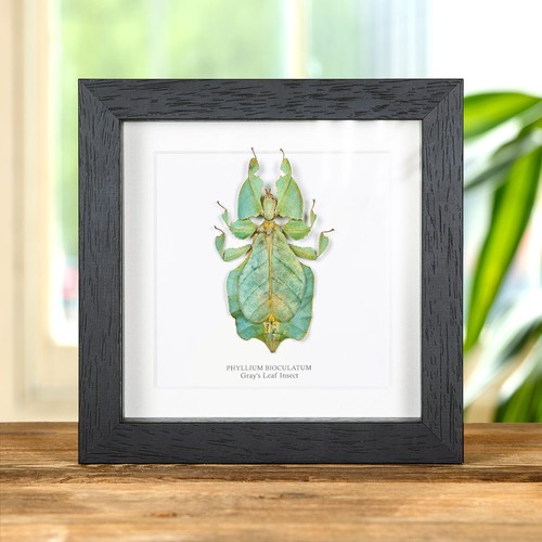 Gray leaf taxidermy insect - gray's,