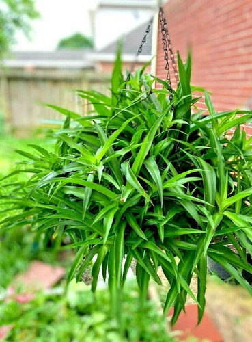 Six spider house plant - house,