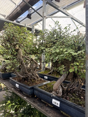 Chinese elm bonsai tree - chinese,