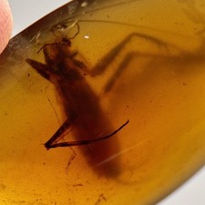 PRAYING MANTIS in Burmese /