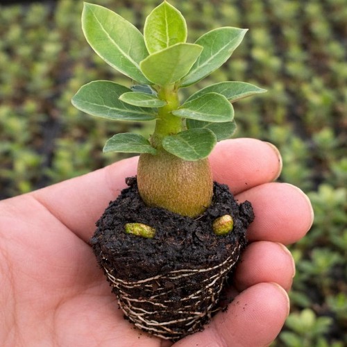 Desert rose adenium obesum - rose,
