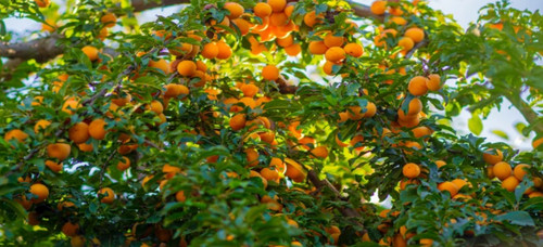 Apricot tree edible - apricot,