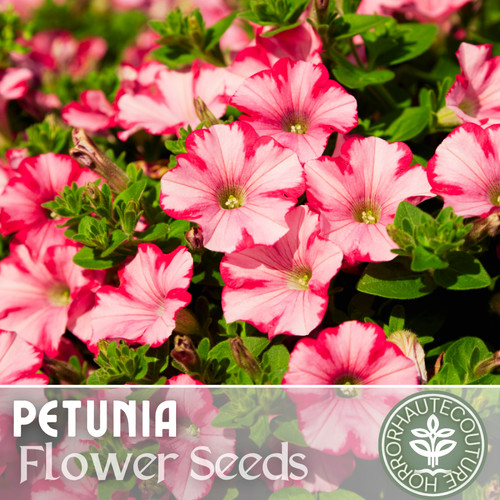 1000 magenta allure petunia - allure,