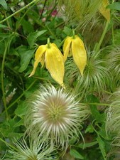 CLEMATIS TANGUTICA Hardy climber! great for bees! Easy to grow fresh seeds
