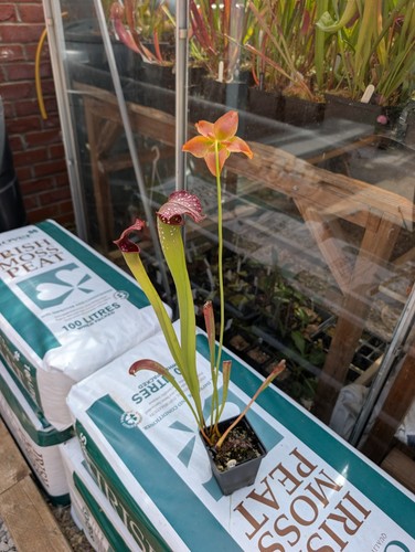 Sarracenia excellens h264 - excellens, mk