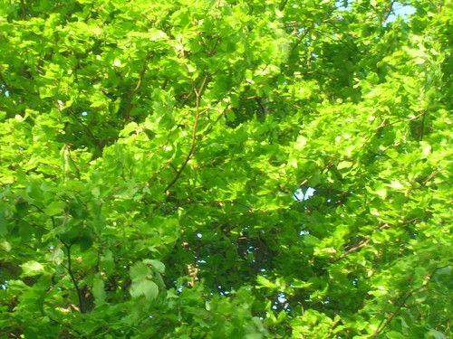 Sale green beech tree - green,