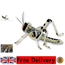 Two Tub Combo of Live Locusts